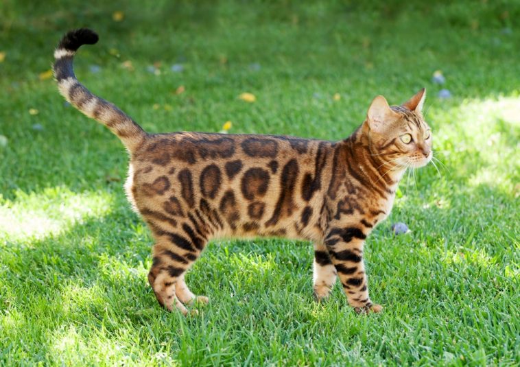 Are Bengal Cats Hypoallergenic? Bengal Cats Personality Traits Pet site