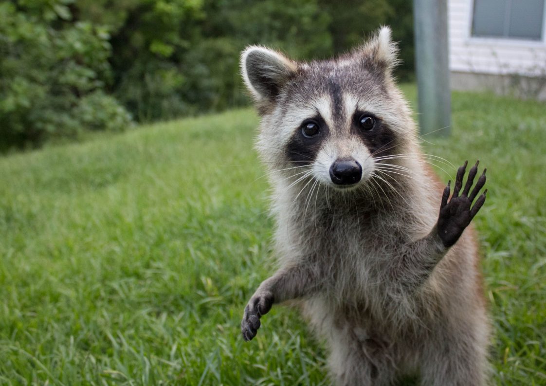 Domesticated Raccoon What States is it Legal to Have A Pet Raccoon