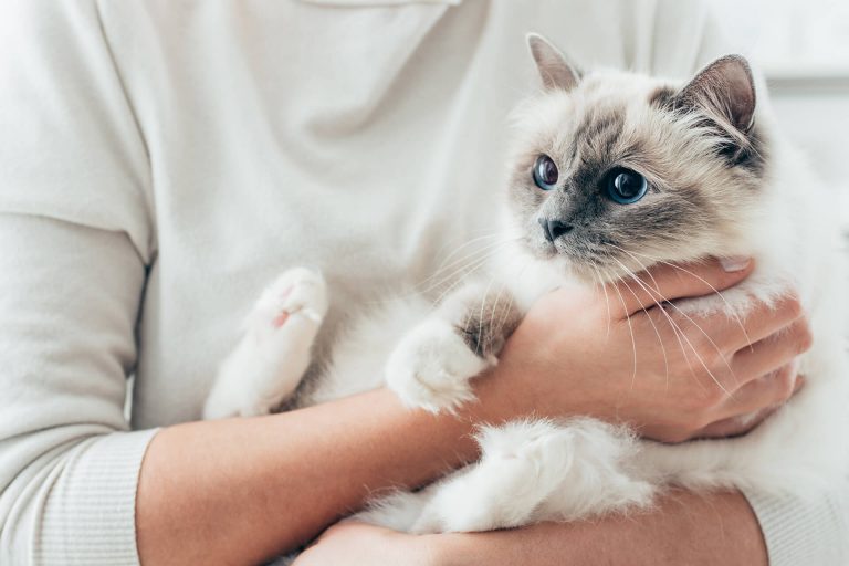 How to Take Care of a Cat for The First Time | Tips for First Time Cat Owners
