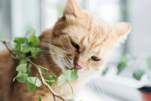 How to prevent cats from eating plants