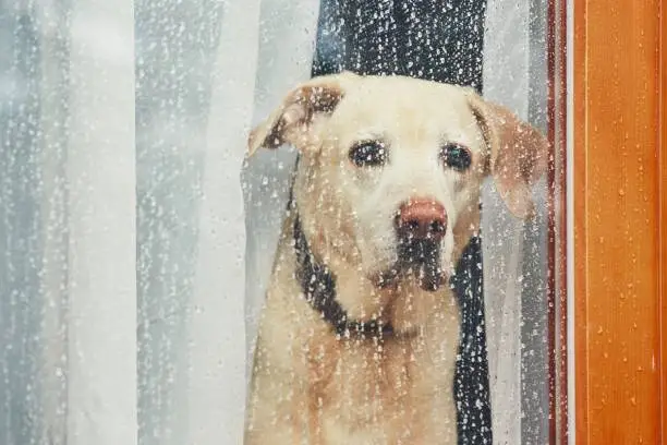 Your Dog panting during thunderstorm?  How to calm a dog scared of thunder