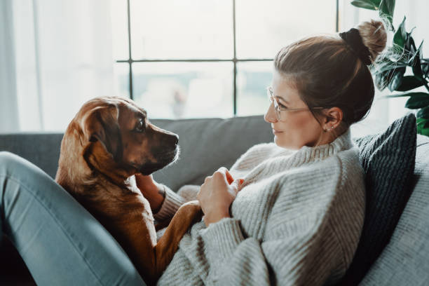 What language do dogs understand best