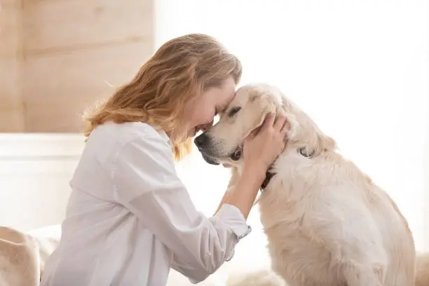 What language do dogs understand best? | Do dogs understand human emotions?
