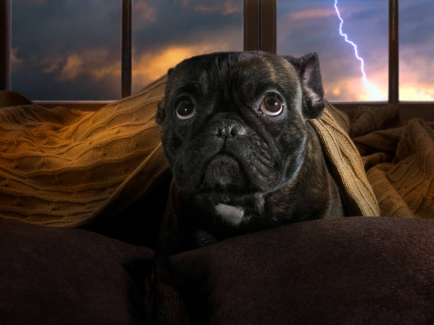 Your Dog panting during thunderstorm