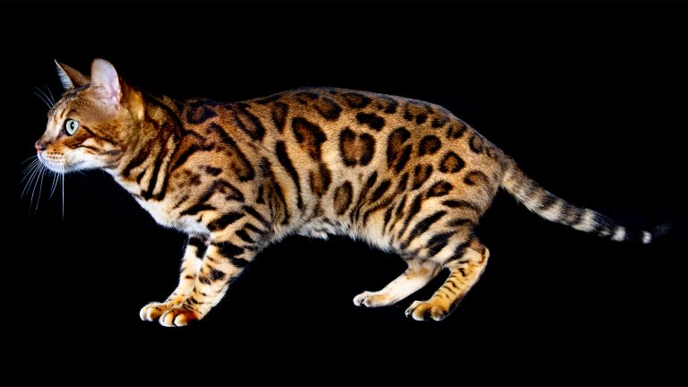 Are Bengal Cats Hypoallergenic? | Bengal Cats Personality Traits