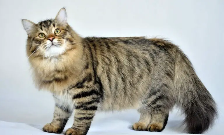 Are Siberian Cats Hypoallergenic? | Siberian Cats Personality & Lifespan