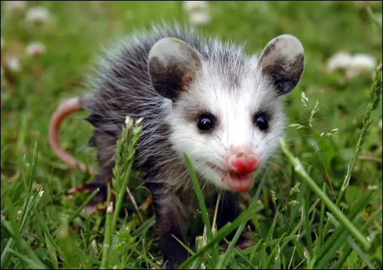 Can Possums Be Domesticated