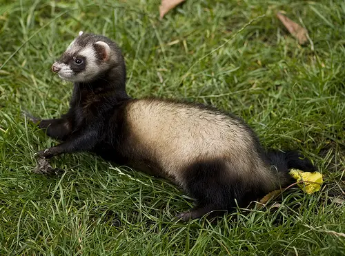 How Much Do Ferrets Cost At Petco Or PetSmart  | Are Ferrets A Good Pets?