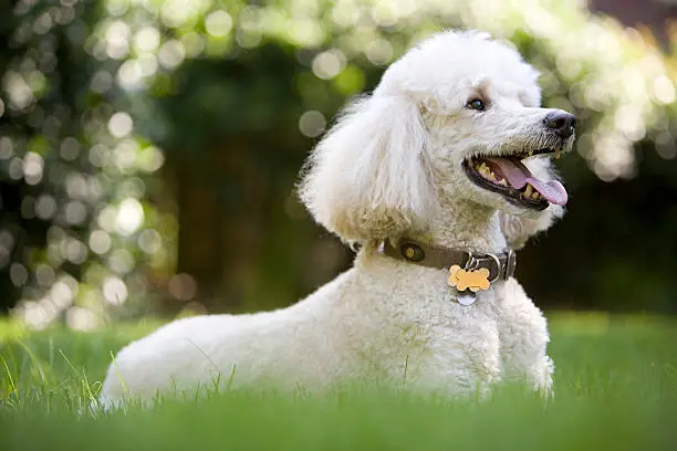Which Dog Breeds Live the Longest? Longest Living Dog Breeds