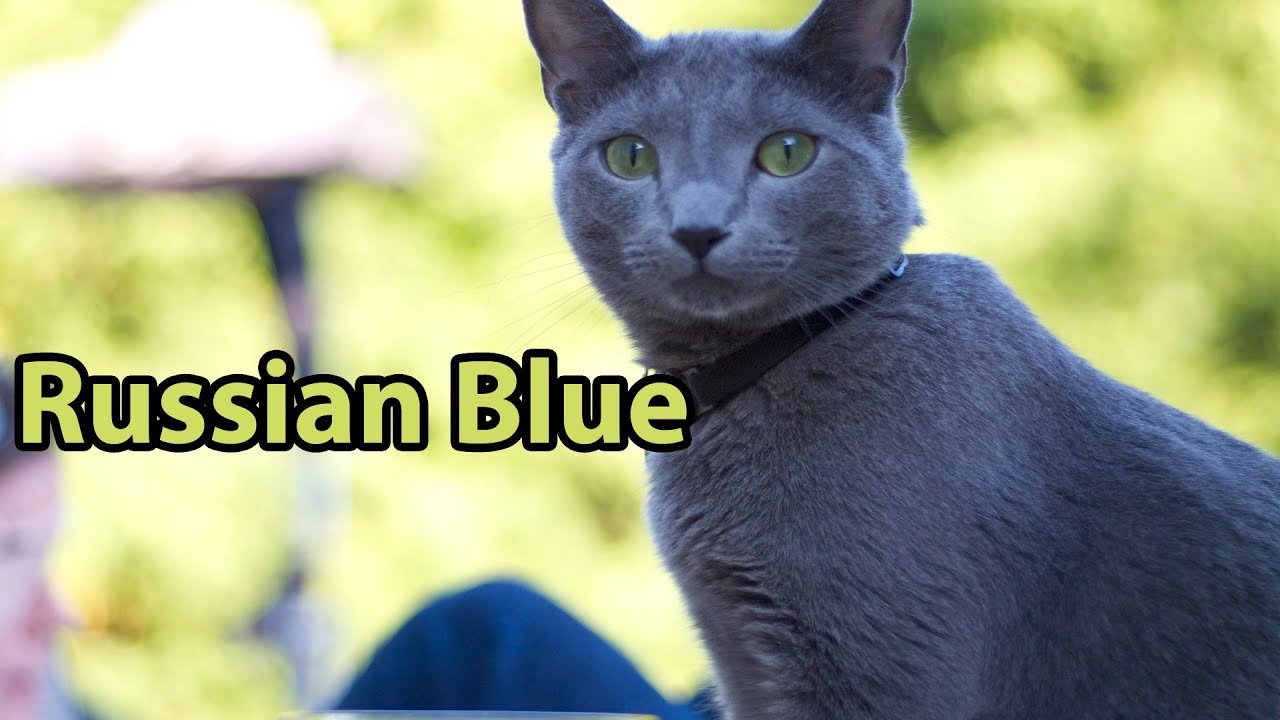 Are Russian Blue Cats Hypoallergenic? | Russian Blue Cats Size ...