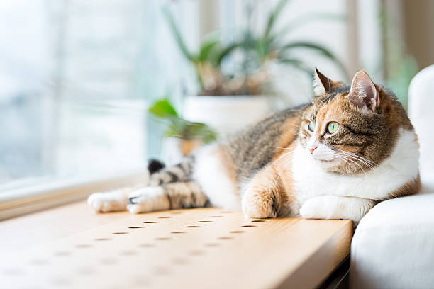 Why do cats sit in the window?