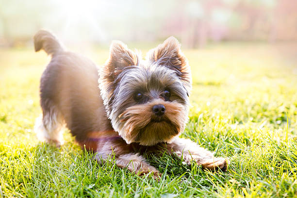 Which dog breeds live the longest 