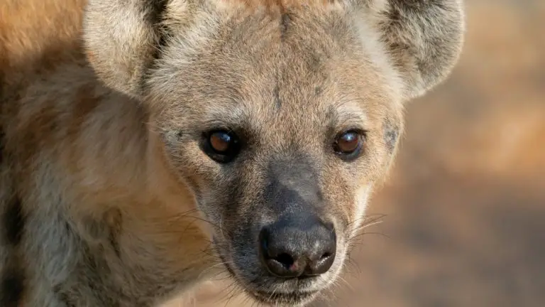 Can you keep a hyena as a pet? Are hyenas dogs or cats?