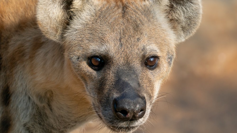 Can you keep a hyena as a pet?