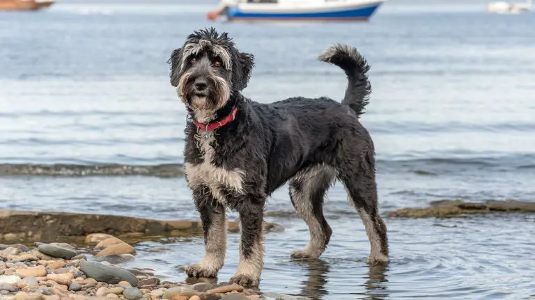 Are Portuguese Water Dogs Friendly?